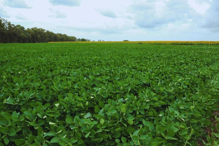 El INTA proyecta una ventana de alta productividad para el agro argentino impulsada por el fenómeno de El Niño