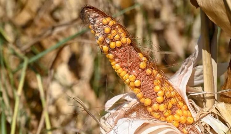 Se declaró emergencia agropecuaria en zonas clave para las exportaciones argentinas