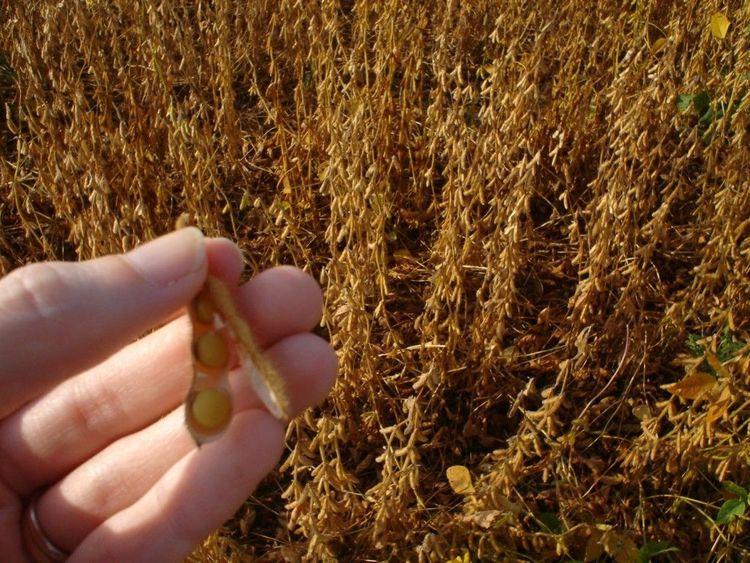 La siembra de soja cayó en todas las regiones del país, con las mayores retracciones en el NOA y el Núcleo