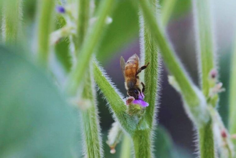 Un estudio del INTA y el Conicet redefine el rol de la polinización en el cultivo de soja
