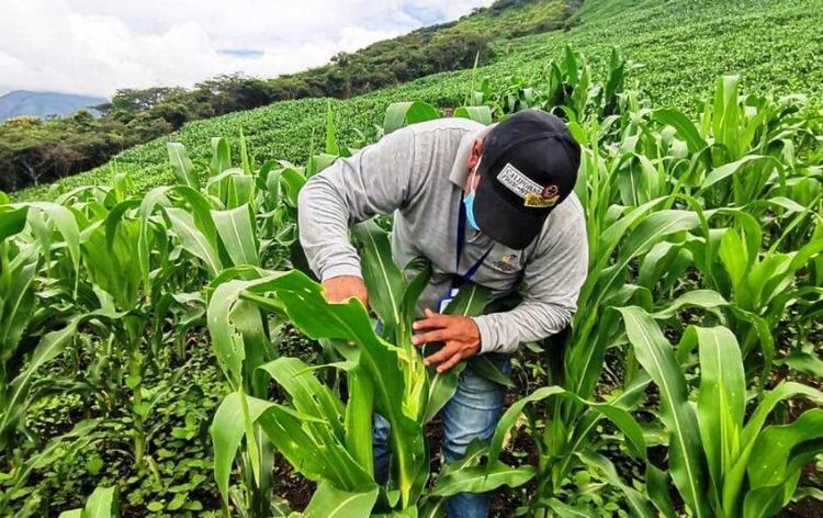 Imagen de portada - Agriculture and Fishing Strengthened Ecuadorian Exports in 2025