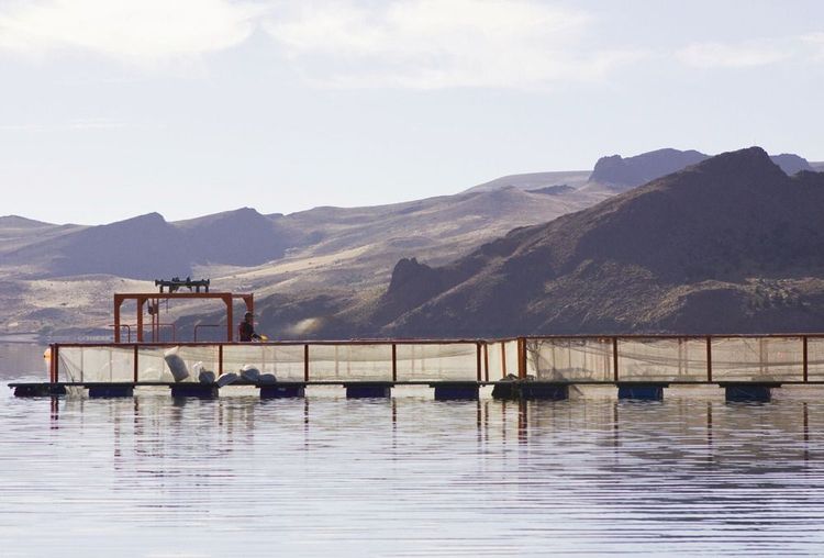 Imagen de portada - Biosecurity and Good Practices Conditions Established for Commercial Fish Farming