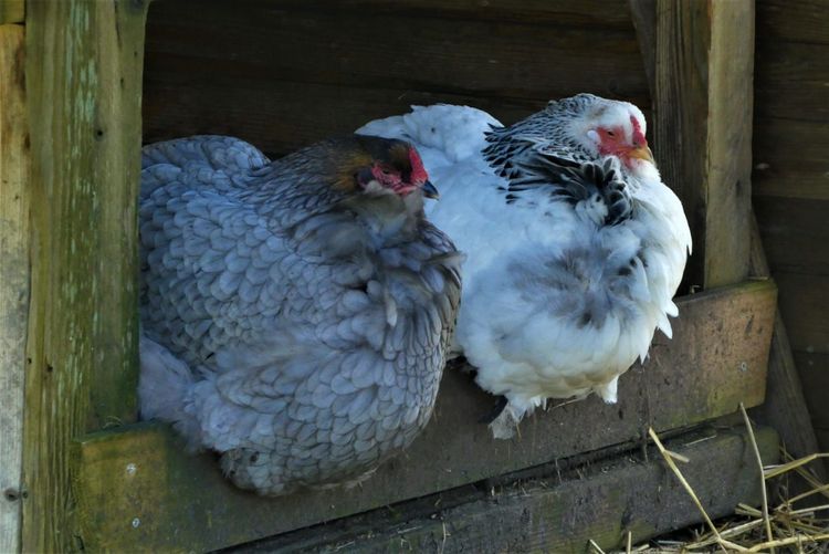Imagen de portada - Buenos Aires: A case of avian influenza detected in backyard birds in Carlos Spegazzini