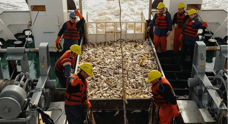 INIDEP inició una campaña científica para evaluar la abundancia de corvina rubia en el Río de la Plata y la Zona Común de Pesca