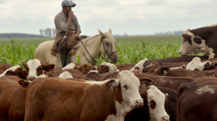 La Secretaría de Agricultura, Ganaderia y Pesca oficializó la creación del Sistema TRAZA para optimizar la trazabilidad y gestión del stock