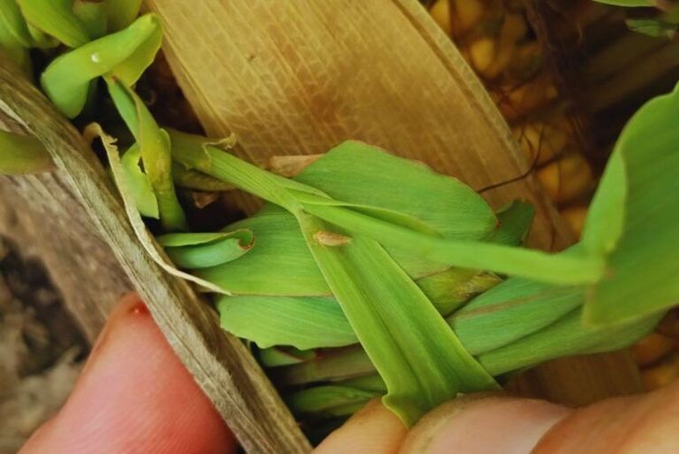 Chicharrita del maíz: el monitoreo será clave para anticiparse a la campaña 2026/27