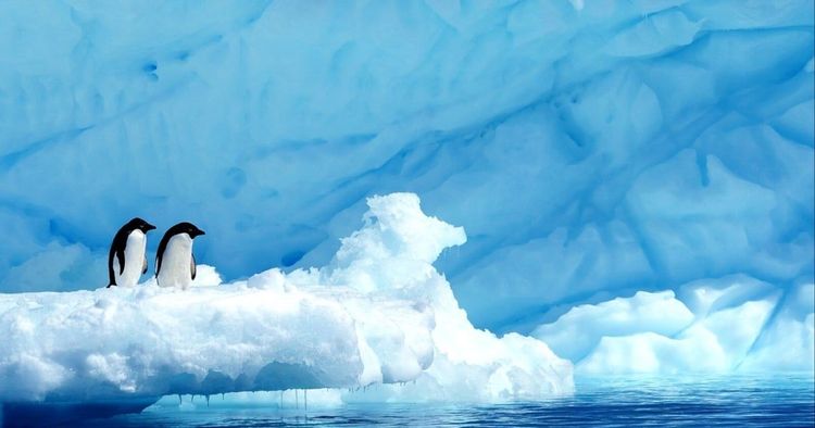 Imagen de portada - Cuatro expertos se unen a la expedición a la Antártida de Ponant en 2027 con Woods Hole
