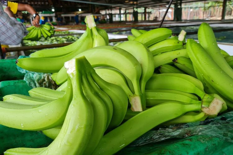 Imagen de portada - Ecuadorian Banana Exports Grow in H1 2026 Despite Port Congestion
