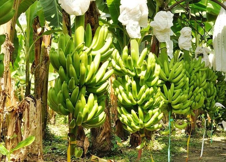 Imagen de portada - Ecuadorian Banana Industry Responds to International Logistics and Climate Challenges