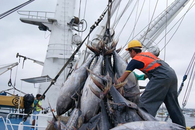 Imagen de portada - Ecuadorian Tuna Sector Maintains Export Growth and Targets New International Markets