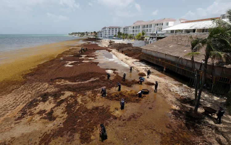 Imagen de portada - El Caribe aborda la crisis del sargazo con embarcaciones, barreras y proyectos de biocombustibles