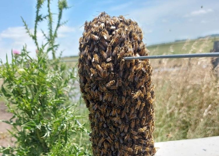 Imagen de portada - Enjambres de abejas: Claves para actuar en la vía pública y domicilios particulares