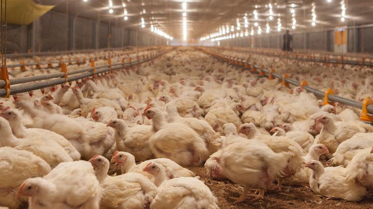 Imagen de portada - Entre Ríos: Boost to institutional cooperation to strengthen biosecurity in the poultry sector