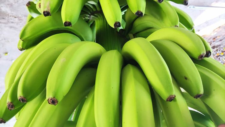 Imagen de portada - Entry and Transit of Bananas Imported from External Markets to the NOA Region