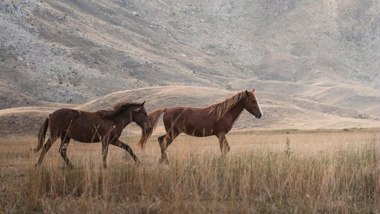 Imagen de portada - Equine Encephalomyelitis: How to prevent the disease during the hot season