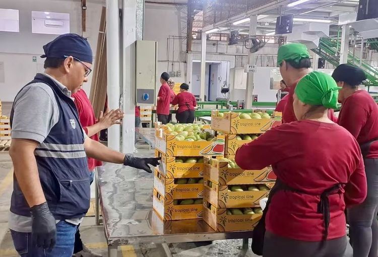 Imagen de portada - First Shipment of Ecuadorian Mango to Canada Marks Start of 2026-2027 Season