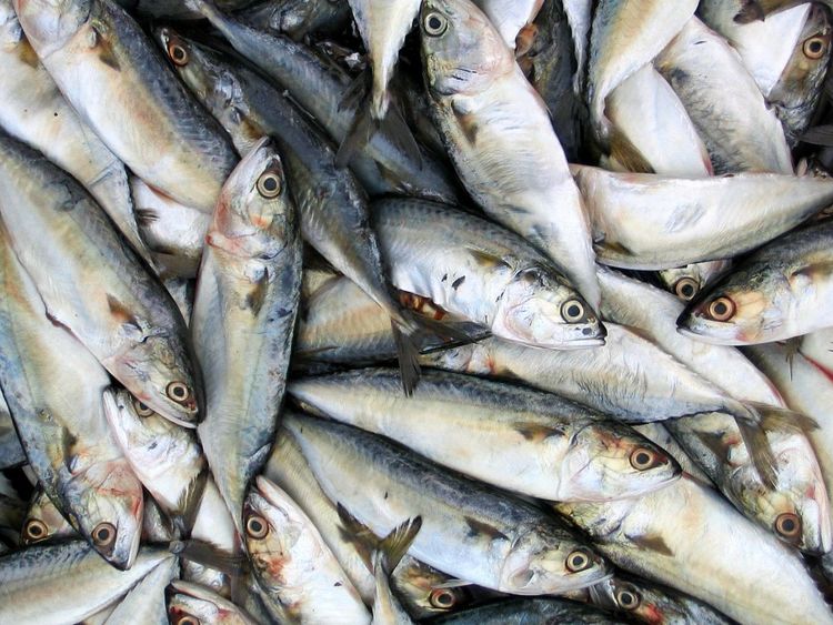 Imagen de portada - Fishery Sector Exports Showed a 32% Year-on-Year Growth in Value During the First Quarter of 2026