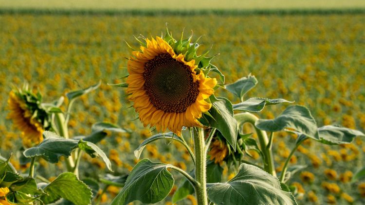 Comenzó la siembra de girasol 2026/27 y el trigo alcanza el 98,4% del área proyectada