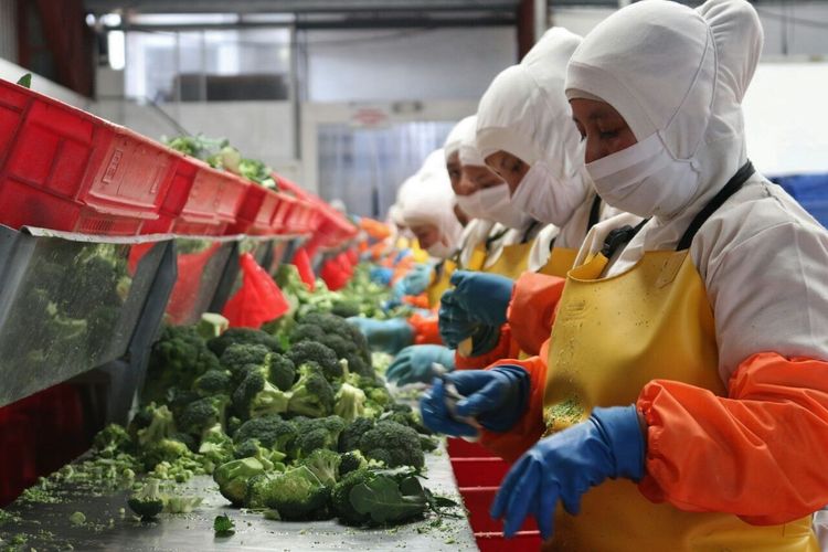 Imagen de portada - Government Promotes Agricultural Diversification to Expand Ecuador's Exportable Offer