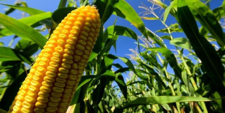 La Pampa registra un retraso histórico en la cosecha de maíz pero sostiene una producción récord de 5,2 millones de toneladas