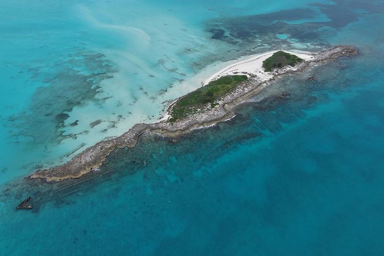 Imagen de portada - La Fundación MSC Trasplanta 32 Fragmentos de Coral Cuerno de Alce en Browns Cay