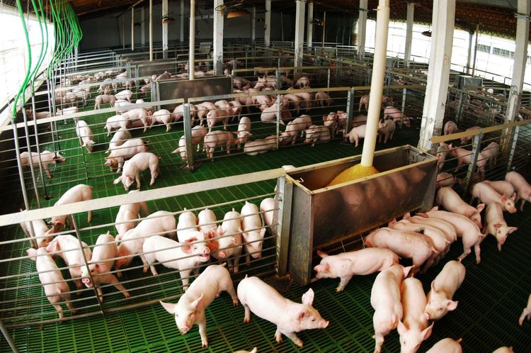 Imagen de portada - La producción porcina creció 12,4% acumulado en agosto y el consumo alcanza valores récord