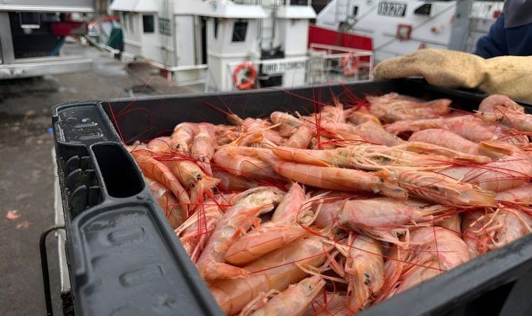 La Subsecretaría de Pesca dio por finalizada la prospección de langostino en la Subárea 9