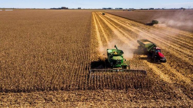 La cosecha de maíz recuperó ritmo y alcanzó el 88% del áre