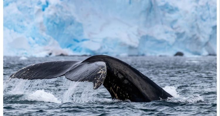 Imagen de portada - Nueva Área Geocercada para Ballenas de IAATO alrededor de las Islas Orcadas del Sur