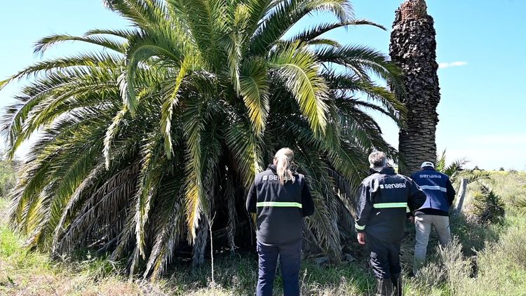 Imagen de portada - Picudo rojo: Monitoreo intensivo de palmeras en el área bajo plan de contingencia en Entre Ríos