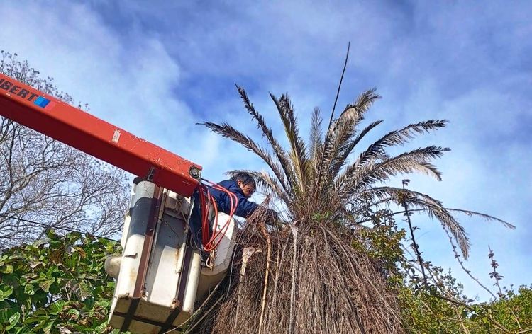 Imagen de portada - Red Palm Weevil: Surveillance and Complaint Handling in Entre Ríos Municipalities