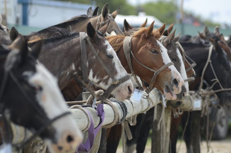 Imagen de portada - Regulatory Framework for Equine Identification and Health Documentation Updated