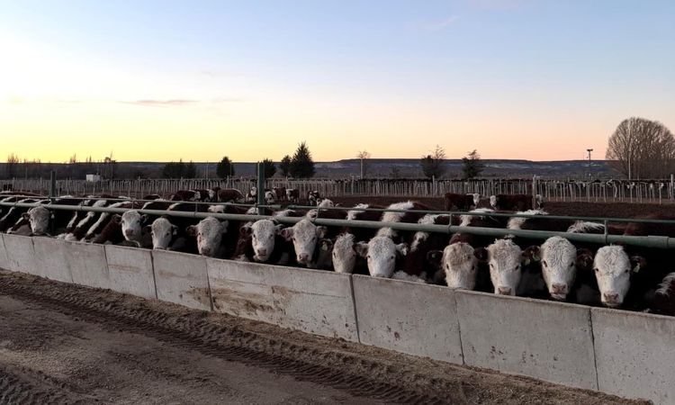 Imagen de portada - Requirements for the registration of feedlot establishments are simplified
