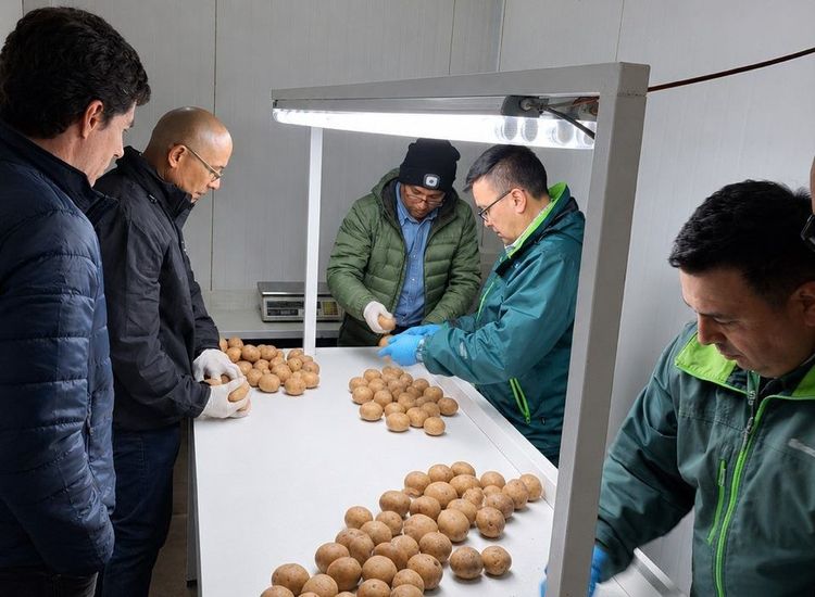 Imagen de portada - SAG Los Lagos Begins Inspection and Certification of Certified Seed Potato Exports