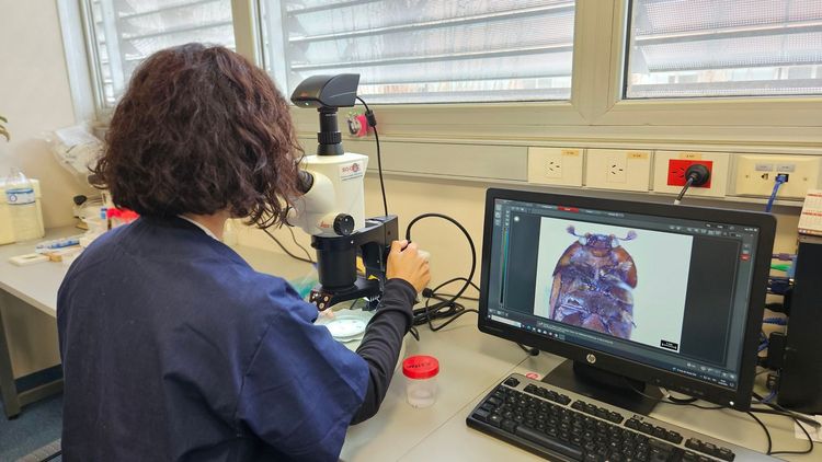 Imagen de portada - System for Analyzing Suspect Small Hive Beetle Specimens