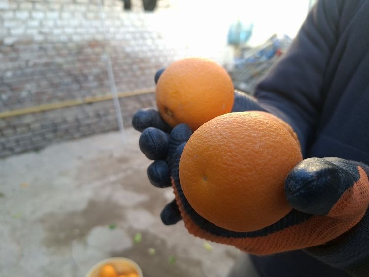 Imagen de portada - Tareas preventivas para mantener a la Patagonia libre de las Moscas de la Fruta