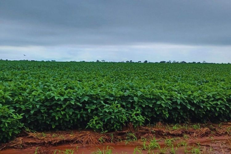 Un estudio del INTA determinó que la textura del suelo es clave para retener carbono y asegurar la sostenibilidad en el Chaco Seco