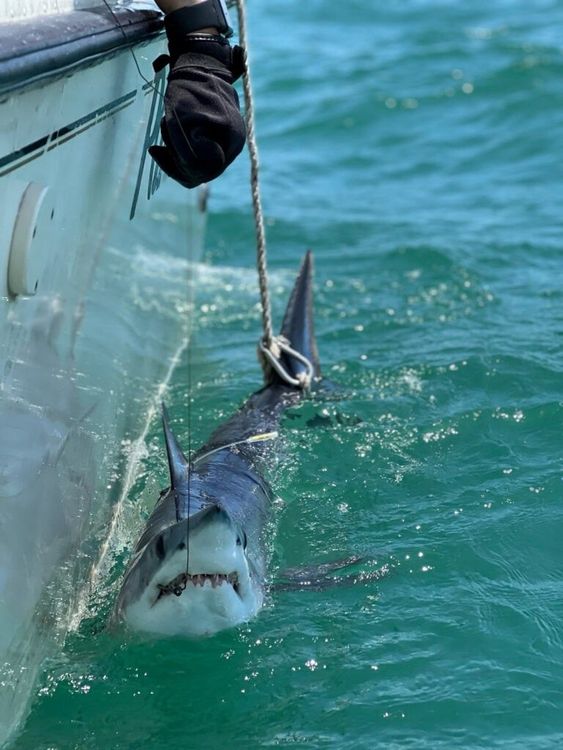 Imagen de portada - Tiburones como sensores oceánicos: Nueva investigación para mejorar los pronósticos de huracanes