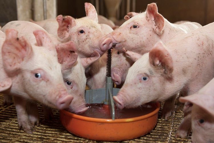 Imagen de portada - Trichinosis: Update and Awareness Days in the Province of Córdoba