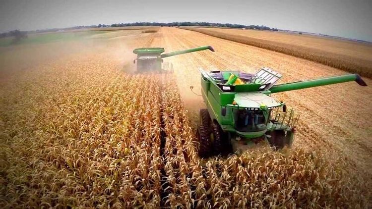 El USDA informó una baja en la condición del maíz en Estados Unidos