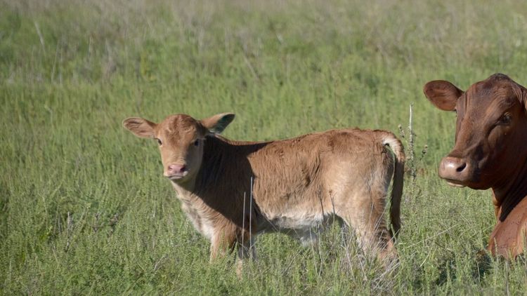 La segunda campaña de vacunación antiaftosa generará un ahorro de u$s 22 millones para los productores ganaderos