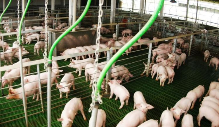 La producción porcina argentina creció 15,7% en el primer trimestre con récords de faena y genética de exportación
