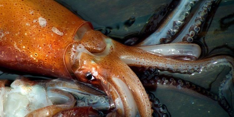 Calamar argentino: el CFP ratificó el límite de captura incidental del 20% para buques arrastreros