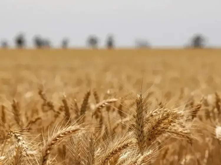Santa Fe creó el Padrón de Actividades Agroproductivas bajo Riego para facilitar beneficios fiscales a los productores