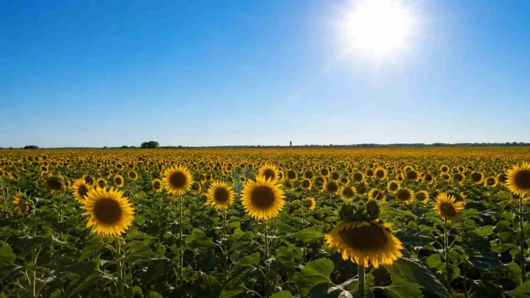 El sector agroindustrial liquidó u$s 3.008 millones en junio, con récords en molienda de girasol y exportaciones de aceites y poroto de soja