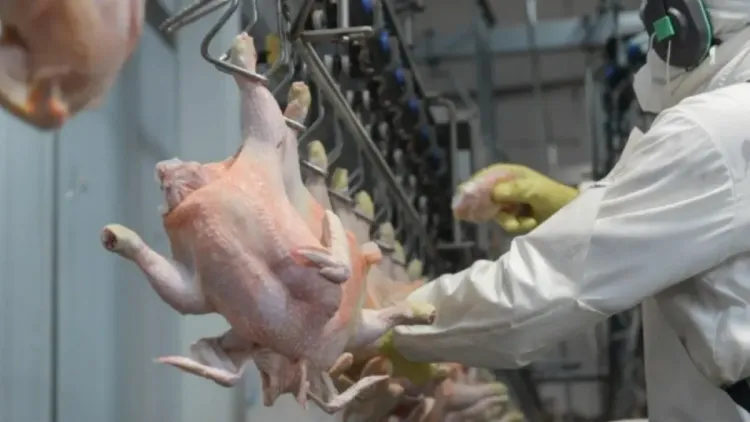 La Unión Europea reabrió el mercado para la carne aviar argentina tras recuperar el estatus de país libre de influenza aviar