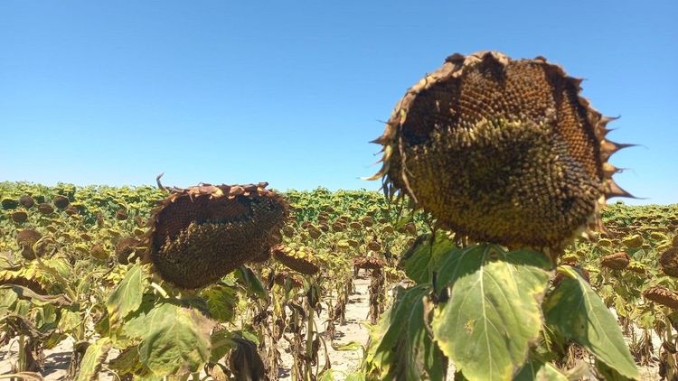 La molienda de girasol alcanzó su nivel más alto en 26 años, mientras que la soja muestra un ritmo inusualmente lento