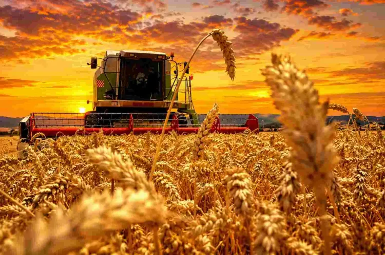La cosecha de trigo de primavera en EE. UU. sorprende al mercado con un avance del 24%