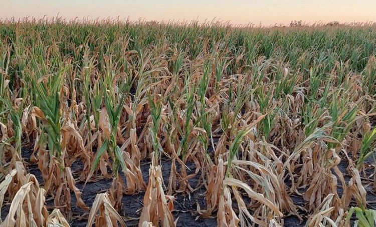 La siembra de maíz temprano alcanzó el 11,1% y la cosecha anterior está por terminar
