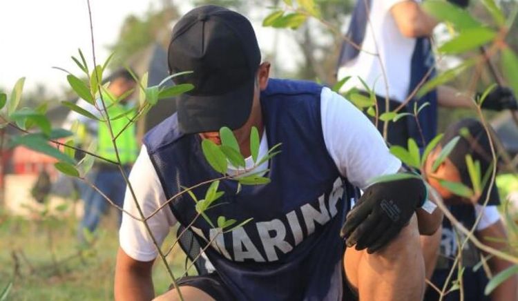 Lázaro Cárdenas impulsa reforestación con 6.000 mangles en su entorno portuario